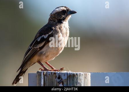 Bruant blanc Weaver en Namibie; espèce de la famille des Plocepasser mahali des Ploceidae Banque D'Images