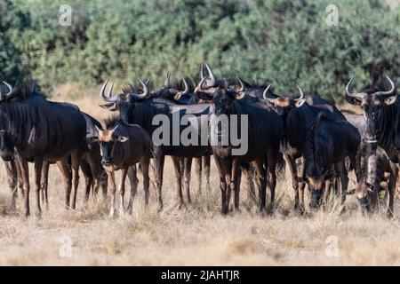 Petit troupeau de Blue Wildebeest (Connochaetes taurinus) sur le veld en Namibie Banque D'Images