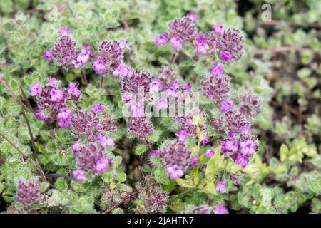 Thym laineux, violet, fleur, thymus pseudolanuginosus, thymus praecox, Thymus drucei, gros plan, fleurs Banque D'Images