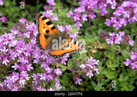 Papillon sur thym, petit Tortoiseshell papillon sur fleur, Aglais urticaire, Thymus doerfleri Bressingham Banque D'Images