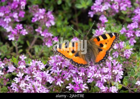 Papillon sur fleur, petit papillon Tortoiseshell, thym, papillon sur Thymus doerfleri Bressingham, alimentation, fleurs Banque D'Images