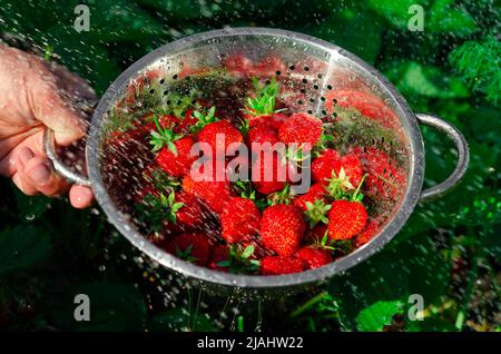 Fraises biologiques fraîchement récoltées. Récolte de fraises mûres Banque D'Images