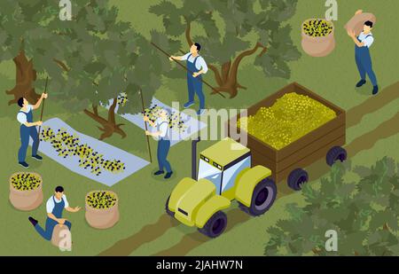 Composition isométrique de la production d'huile d'olive avec vue sur le jardin d'argiculture avec l'agrimoteur et les personnes rassemblant des olives illustration vectorielle Illustration de Vecteur