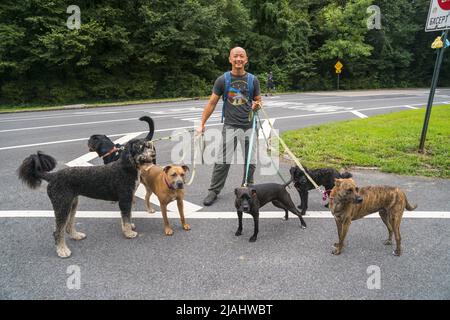 Professionnel Dog Walker à Prospect Park, Brooklyn, New York. Banque D'Images