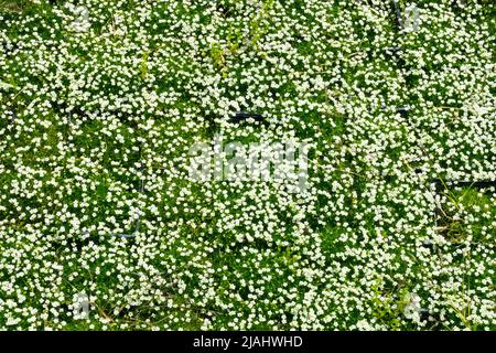 Sagina subulata vert mousse, jardin, vert mousse, Sagina subulata, Dwarf, Printemps, plante, Sagina, Décorateur, fleurs, Plantes adaptées à l'alpinum Banque D'Images