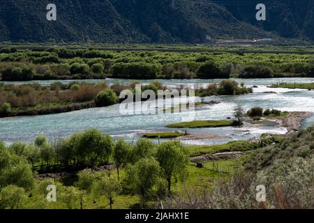 Yarlung Zangbo River Canyon et buissons, Nyingchi, Tibet, Chine Banque D'Images