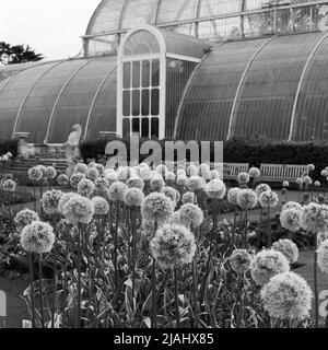 Richmond, Grand Londres, Angleterre, 18 mai 2022: Jardins botaniques royaux Kew. Fleurs au printemps avec le Palm House derrière. Monochrome. Banque D'Images