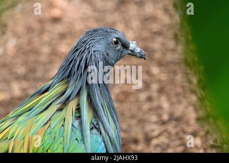 Gros plan d'un pigeon Nicobar (Caloenas nicobarica) debout sur le sol avec des feuilles tropicales Banque D'Images