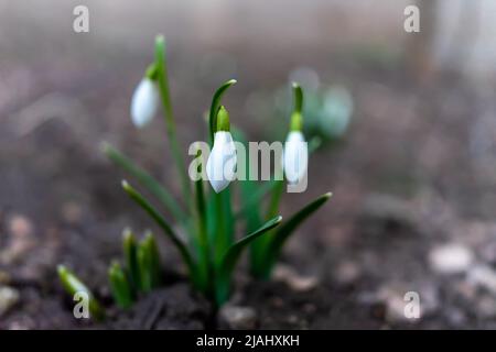 Symbole de l'éveil du printemps. Les premières fleurs de printemps des gouttes de neige. Banque D'Images