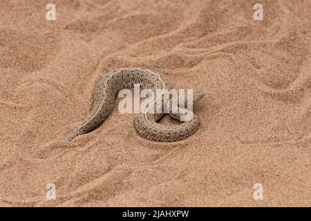 La vipère à cornes sahariennes, Cerastes cerastes, serpent dans le sable du désert du Namib Banque D'Images