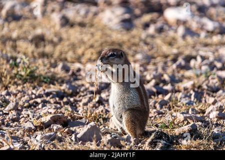 Les écureuils terrestres africains (genre Xerus) restant sur des pierres sèches du désert de Kalahari et se nourrissant. Jusqu'à la fin. Écureuil du sol d'alimentation. Banque D'Images