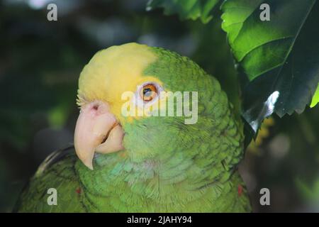 Gros plan de la tête d'un perroquet amazonien à double tête jaune (amazona oratrix) avec un fond de feuilles naturel Banque D'Images