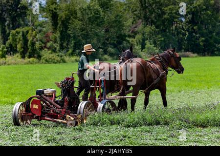 Amish Boy Cutting a Field, région de Finger Lakes, État de New York Banque D'Images