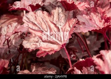 Feuille Heuchera couleur pourpre foncé Heuchera 'mer Noire' Heuchera couleur profonde jardin de plantes Heucheras Banque D'Images