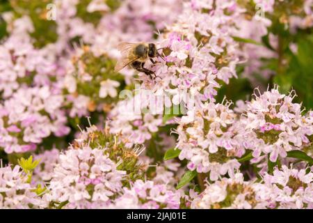 Thymus longicaulis rose, abeille sur fleurs, thym rose Banque D'Images