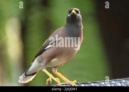 Myna commune (Acridotheres tristis) assise à l'arrière d'une chaise en plastique isolée sur un fond vert naturel Banque D'Images