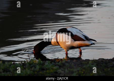 Patade (Tadorna tadorna) un shelduck se nourrissant de la banque dans l'eau de un lac Banque D'Images