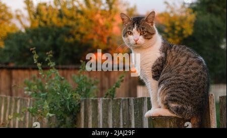 Le chat dans le village est assis sur un poteau. Banque D'Images