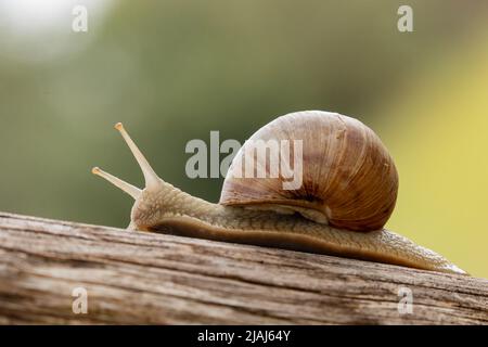 Helix pomatia, escargot romain dans le vignoble en Belgique Banque D'Images