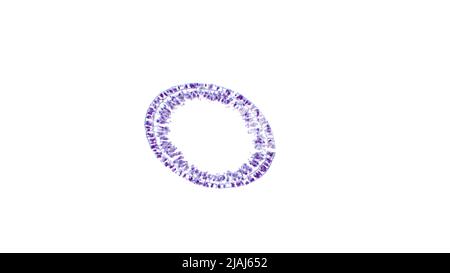 Hydra, micrographe léger. Coupe transversale du corps montrant les deux couches de cellules de la paroi du corps. Matériel éducatif pour la leçon de zoologie. Banque D'Images