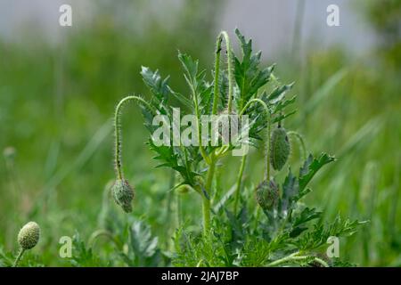 Bourgeon d'une fleur de pavot sur un terrain d'été. Coquelicots verts au printemps. Jardin fleuri dans le parc. Coquelicot commun (Papaver rhoeas) boutons verts de fleurs o Banque D'Images