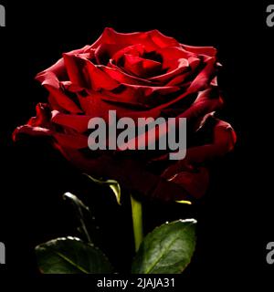 Bouton rose rouge en fleurs sur fond noir Banque D'Images