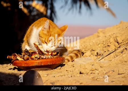 Merzouga, Errachidia, Maroc. 9th novembre 2021. Un petit chat errant mange des restes d'un restaurant au Maroc (Credit image: © Walter G. Arce Sr./ZUMA Press Wire) Banque D'Images