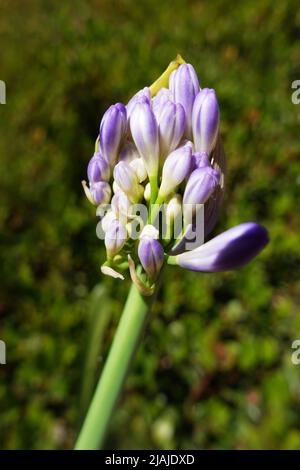 Gros plan du bourgeon de la plante d'agapanthus. Banque D'Images