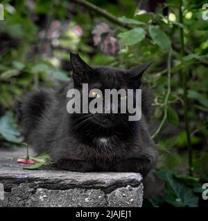 Portrait d'un chat noir allongé à tête noire avec des yeux jaunes ouverts et des branches vertes floues sur le fond à Plovdiv, Bulgarie Banque D'Images