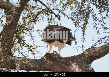 Aigle martial (Polemaetus bellicosus) dans un arbre de la Maasai Mara, Kenya Banque D'Images