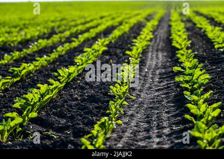 Gros plan de jeunes plants de betteraves à sucre dans les longues lignées convergentes qui poussent dans le sol récemment cultivé sur une ferme.Champ agricole. Banque D'Images