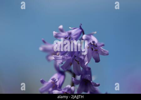 Bluebells, Suffolk Woodland Scene, Angleterre, Royaume-Uni Banque D'Images