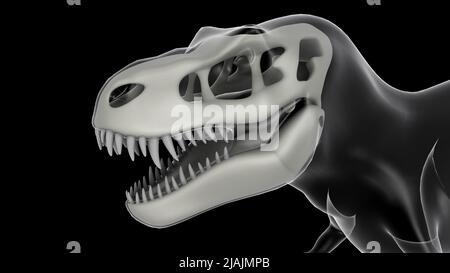 Crâne de tyrannosaurus rex, vue par rayons X. Banque D'Images