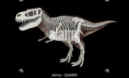 3D illustration de Tyrannosaurus rex, avec superposition du système squelettique. Banque D'Images