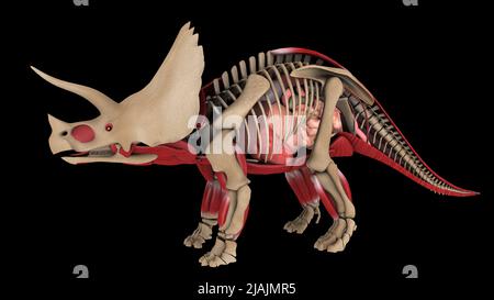 Anatomie du dinosaure du Triceratops, vue latérale. Banque D'Images