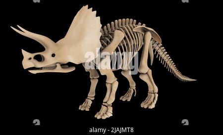 Système squelettique d'un dinosaure de Triceratops, vue latérale. Banque D'Images