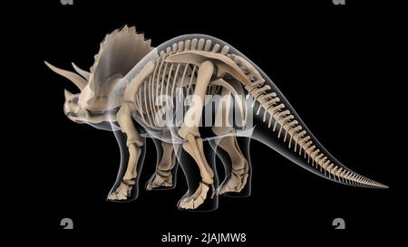 Système squelettique d'un dinosaure Triceratops, vue arrière par rayons X. Banque D'Images