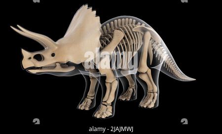 Système squelettique d'un dinosaure Triceratops, vue par rayons X. Banque D'Images