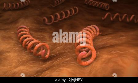 Illustration biomédicale conceptuelle des bactéries Treponema pallidum. Banque D'Images