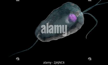 Illustration biomédicale conceptuelle de la trichomoniase, une maladie infectieuse sexuellement transmissible. Banque D'Images