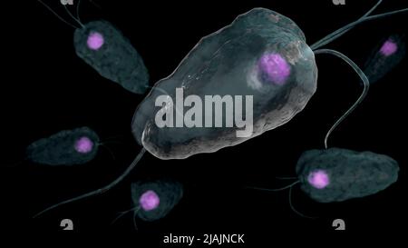 Illustration biomédicale conceptuelle de la trichomoniase, une maladie infectieuse sexuellement transmissible. Banque D'Images