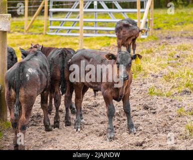 Élevage. Des calfs bruns dans la grange sur la ferme à la campagne. Banque D'Images