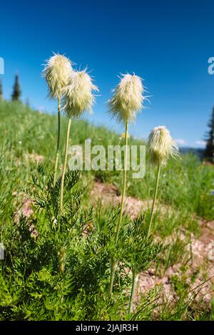 Anemone occidentalis (Anemone occidentale, Pasque Flower) dans un pré subalpin du sud-ouest de la Colombie-Britannique Banque D'Images