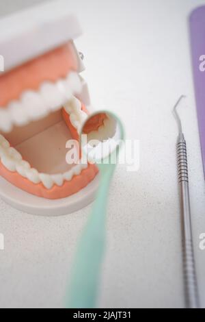 matériel didactique, modèle de prothèse ouverte avec dents, molaires, gencives, miroir et instrument professionnel, santé dentaire et design de sourire, examen médical Banque D'Images