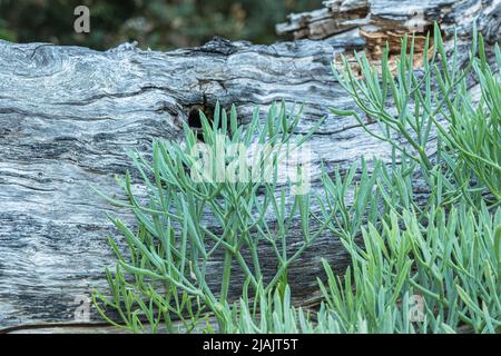 mer ​​fennel croissant sur la plage de rochers avec bois en bois en arrière-plan Banque D'Images