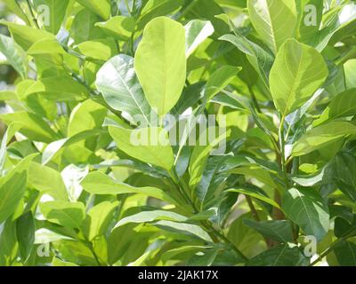 Les feuilles de l'arbre de jackfruit Banque D'Images