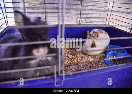 Lapins sauvés par des volontaires de Kharkiv, où les troupes russes bombarde des quartiers résidentiels et des civils vus à la maison d'animaux de secours à Lviv. Les volontaires ont réussi à évacuer plusieurs centaines de rongeurs comme (rats, lapins, cobayes, chinchillas, Degu), de Kharkiv à Lviv. Les troupes russes bombarde constamment les quartiers résidentiels de Kharkiv. Maintenant, les animaux sont logés dans un abri - foyer des animaux sauvés. Ici, ils sont fournis avec l'aide et les soins nécessaires. (Photo de Pavlo Palamarchuk/SOPA Images/Sipa USA) Banque D'Images