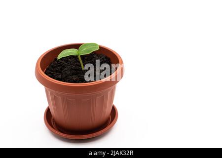 Vue de dessus ou de côté d'une jeune plante dans un pot sur fond blanc. Semis de concombre. Photo de haute qualité Banque D'Images