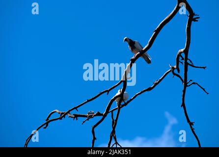 Deux cochons de roche (Columba livia) sur un arbre à Sydney, Nouvelle-Galles du Sud, Australie (photo de Tara Chand Malhotra) Banque D'Images