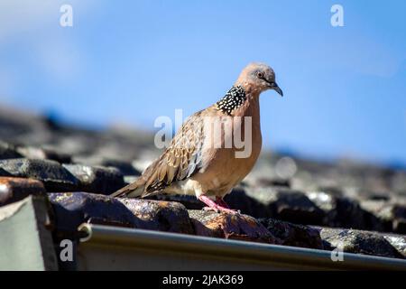 Une colombe tachetée (Spilopelia chinensis) perchée sur un rocher à Sydney ; Nouvelle-Galles du Sud ; Australie (photo de Tara Chand Malhotra) Banque D'Images